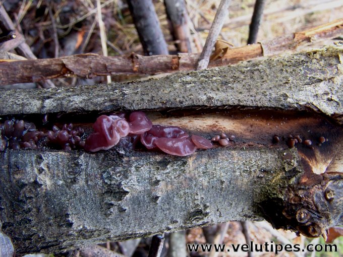 Ascocoryne sarcoides