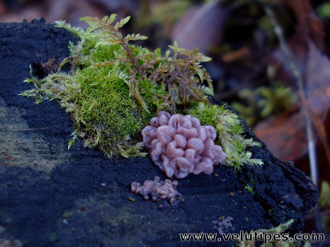 Ascocoryne sarcoides