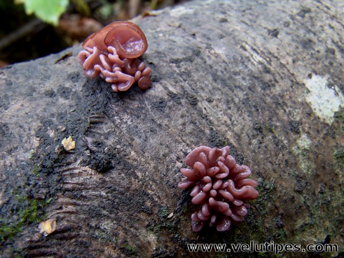 Ascocoryne sarcoides