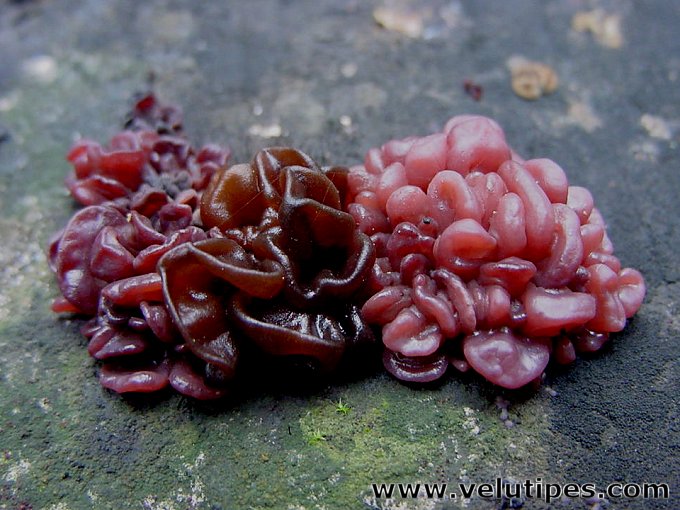 Ascocoryne sarcoides