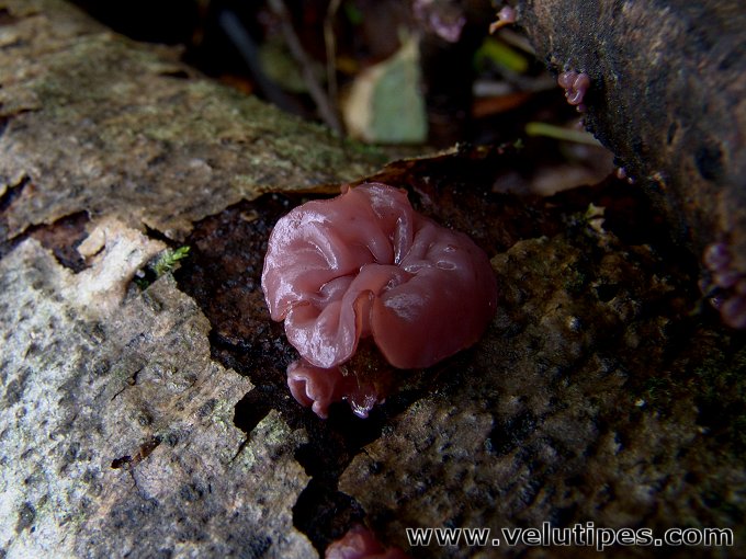 Ascocoryne sarcoides