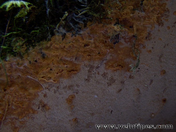 Asterodon ferruginosus