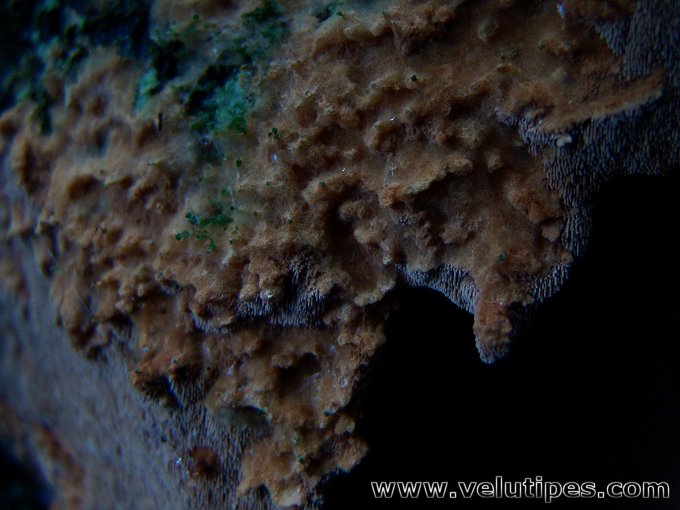 Asterodon ferruginosus