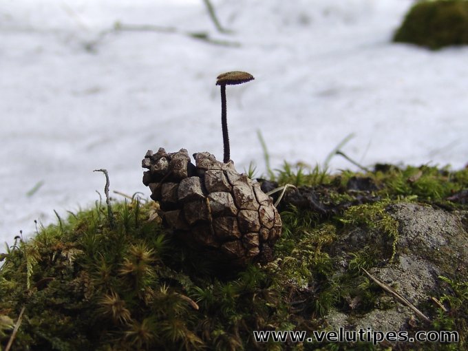 Auriscalpium vulgare