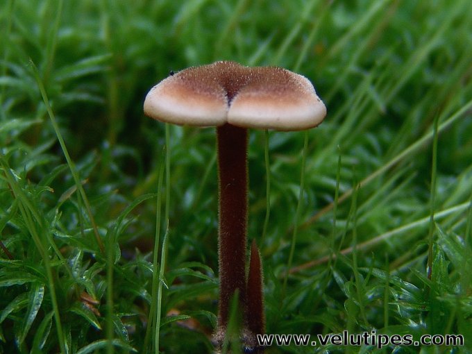 Auriscalpium vulgare