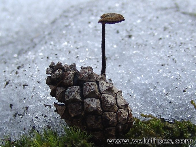 Auriscalpium vulgare