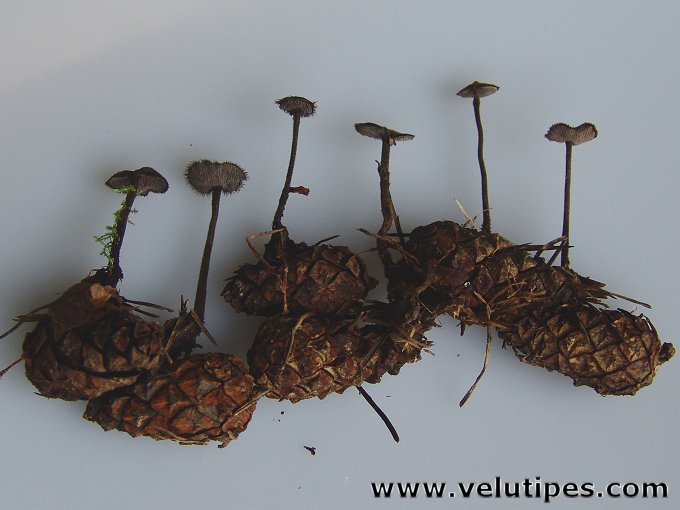 Auriscalpium vulgare