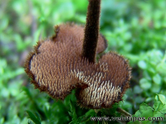 Auriscalpium vulgare