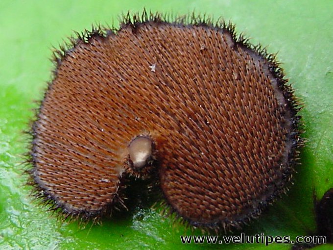 Auriscalpium vulgare