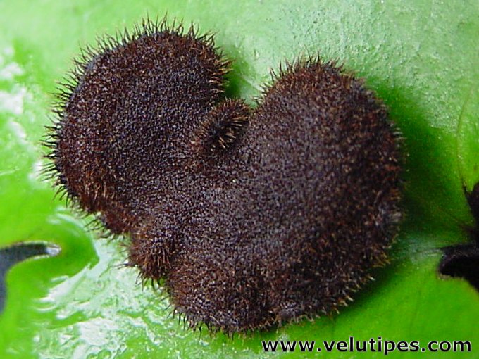 Auriscalpium vulgare