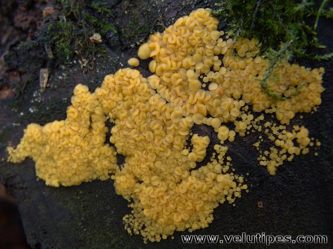 Bisporella citrina