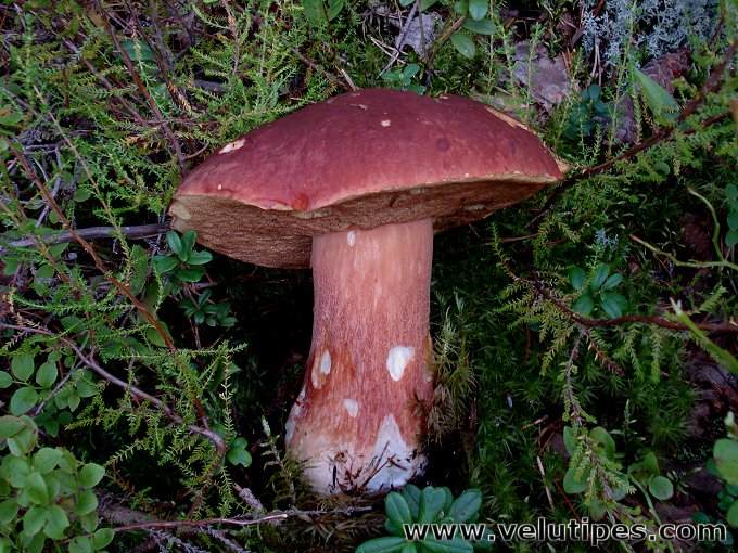 Boletus pinophilus