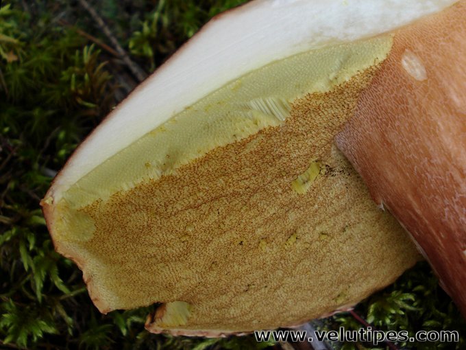 Boletus pinophilus