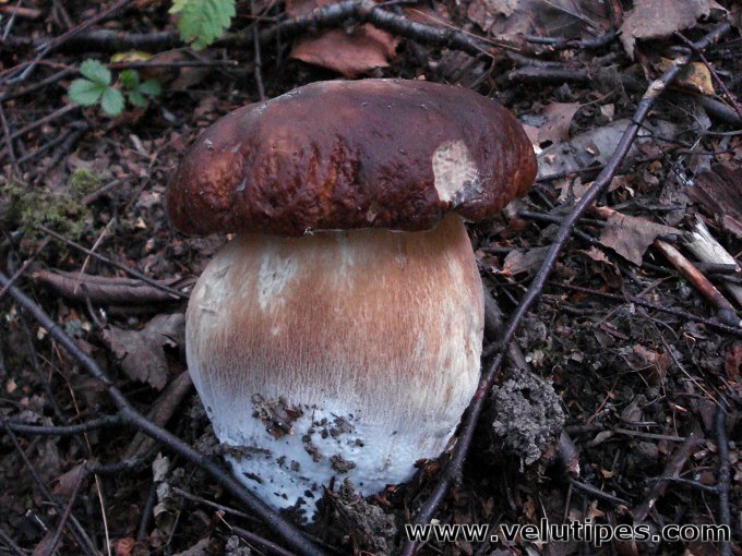 Boletus pinophilus