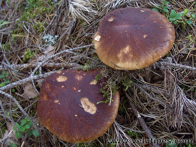 Boletus pinophilus