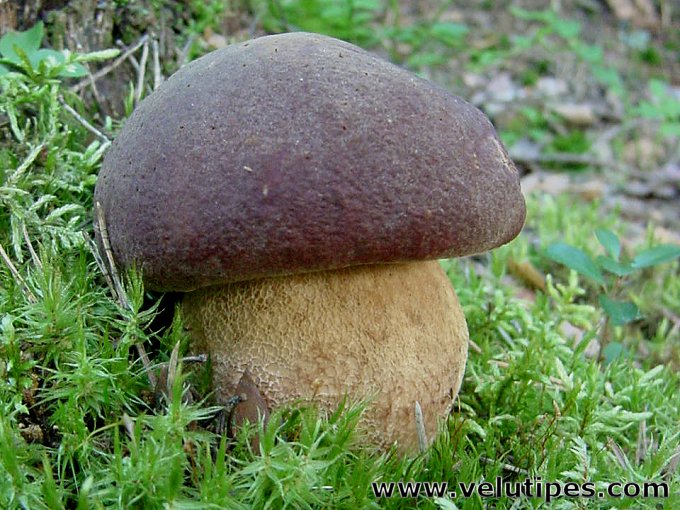 Boletus pinophilus