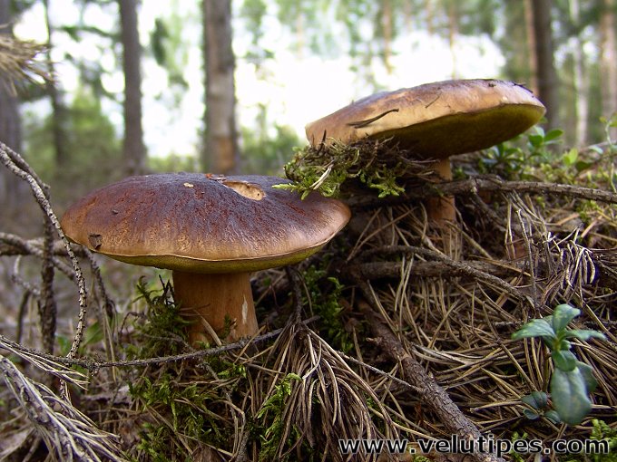 Boletus pinophilus