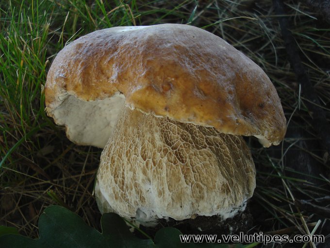  Boletus reticulatus 