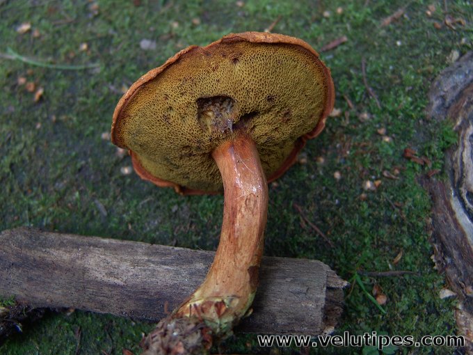 Buchwaldoboletus lignicola
