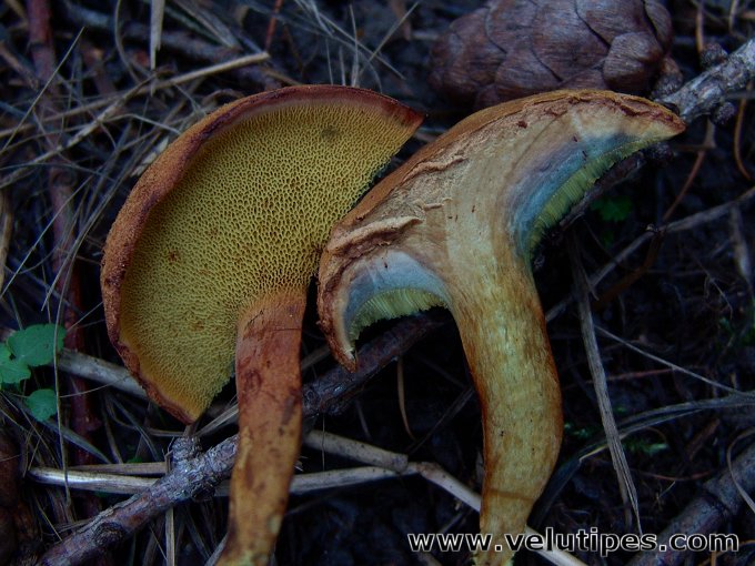 Buchwaldoboletus lignicola