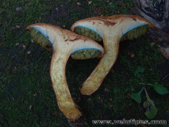 Buchwaldoboletus lignicola