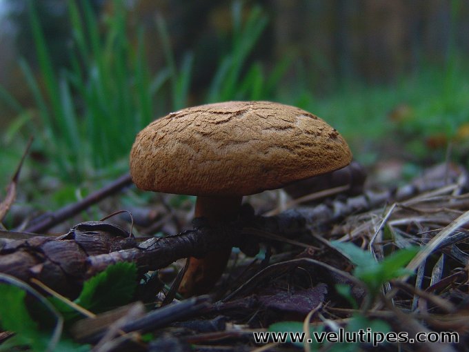 Buchwaldoboletus lignicola