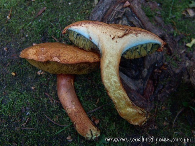 Buchwaldoboletus lignicola