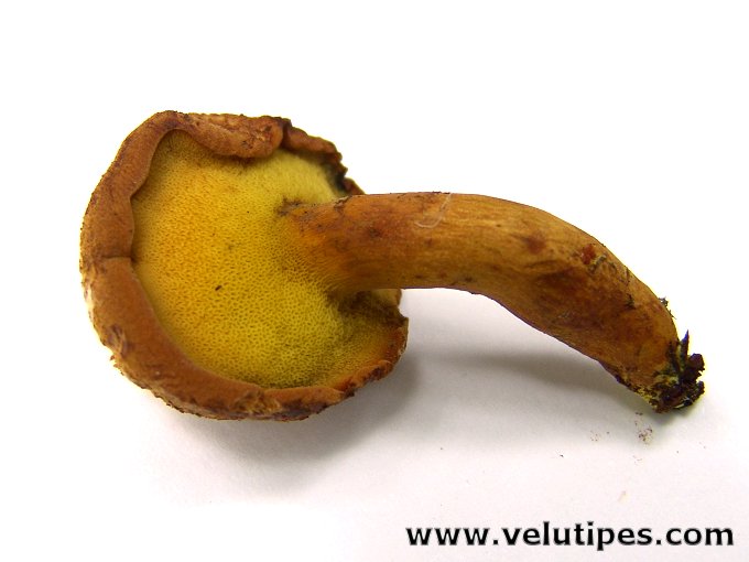Buchwaldoboletus lignicola