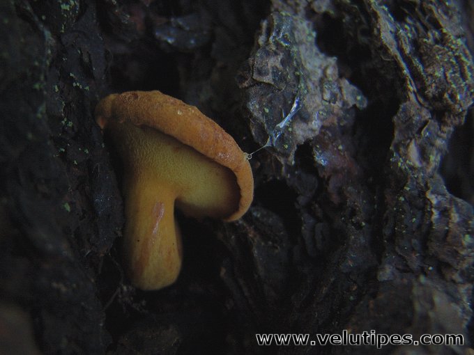 Buchwaldoboletus lignicola