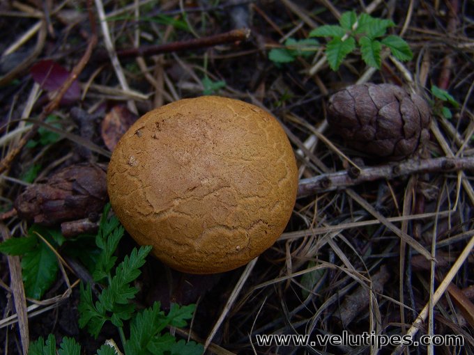 Buchwaldoboletus lignicola