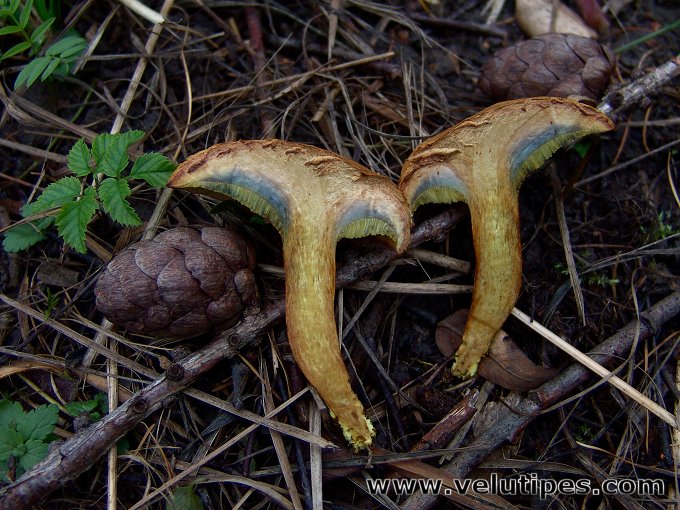 Buchwaldoboletus lignicola
