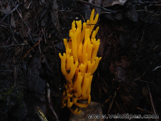 Calocera viscosa
