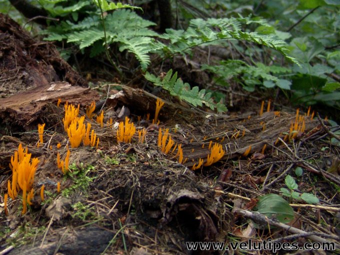 Calocera viscosa