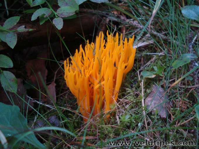 Calocera viscosa