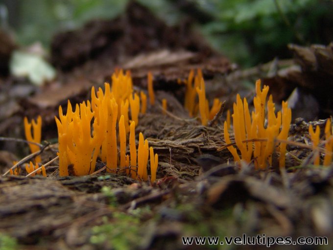Calocera viscosa
