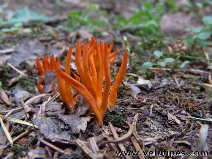 Calocera viscosa