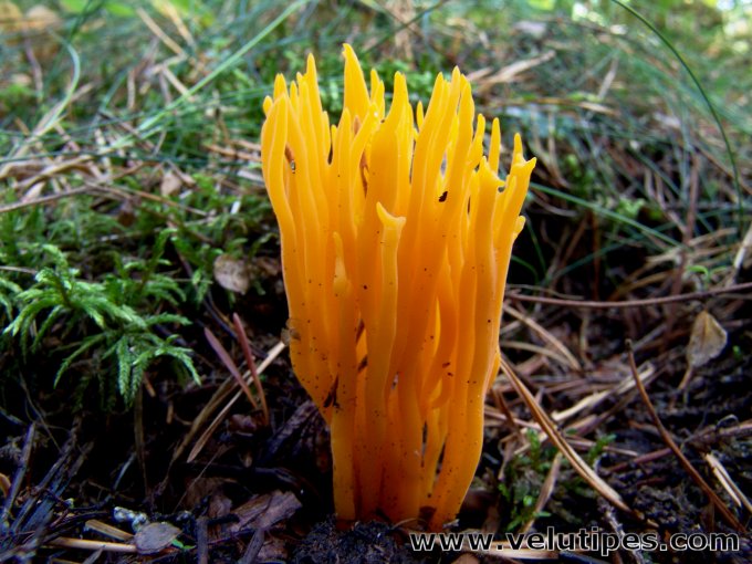 Calocera viscosa