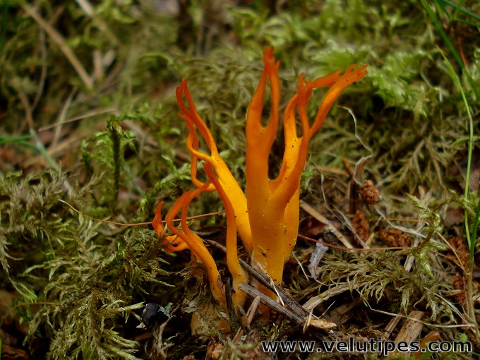 Calocera viscosa