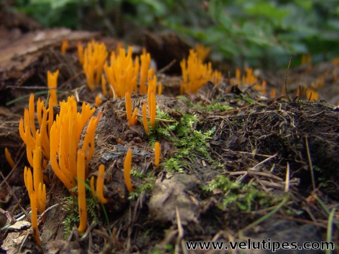 Calocera viscosa