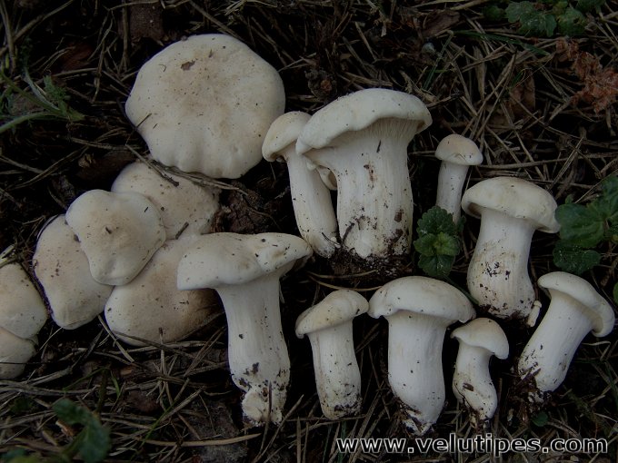  Calocybe gambosa 