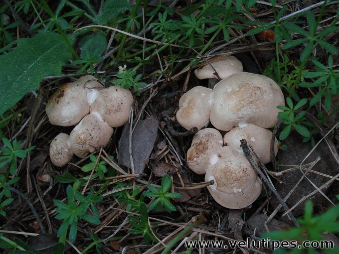  Calocybe gambosa 
