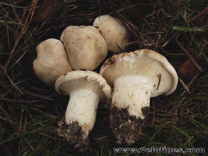  Calocybe gambosa 