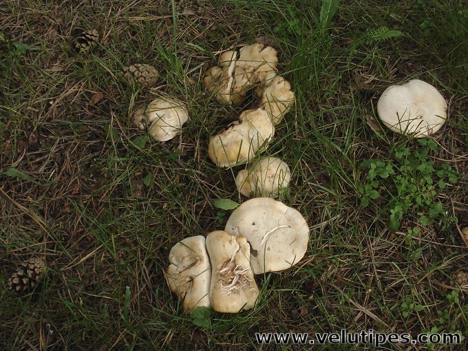  Calocybe gambosa 