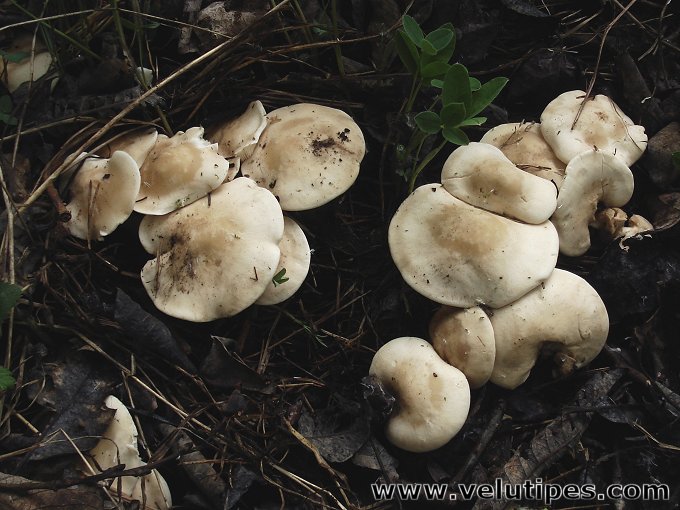 Calocybe gambosa 