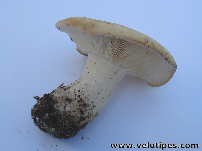  Calocybe gambosa 