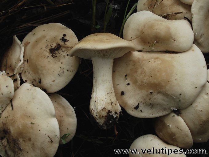 Calocybe gambosa 
