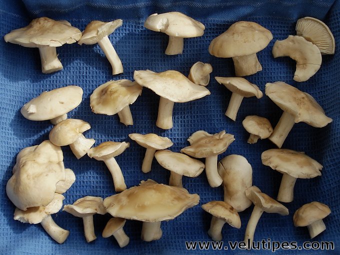  Calocybe gambosa 