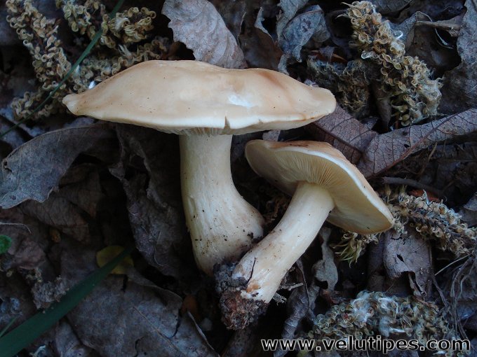  Calocybe gambosa 