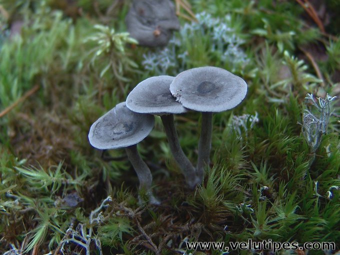  Cantharellula umbonata 