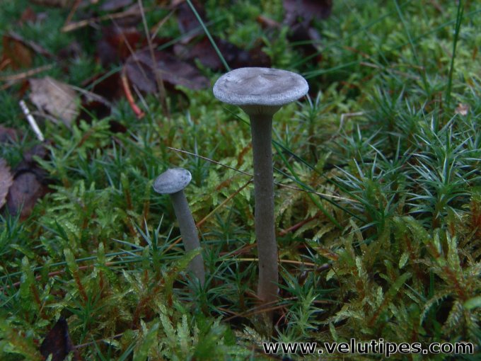  Cantharellula umbonata 